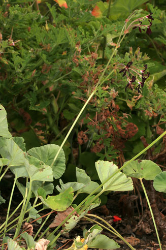 Pelargonium sidoides 