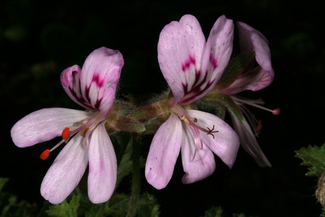 Pelargonium quercifolium 