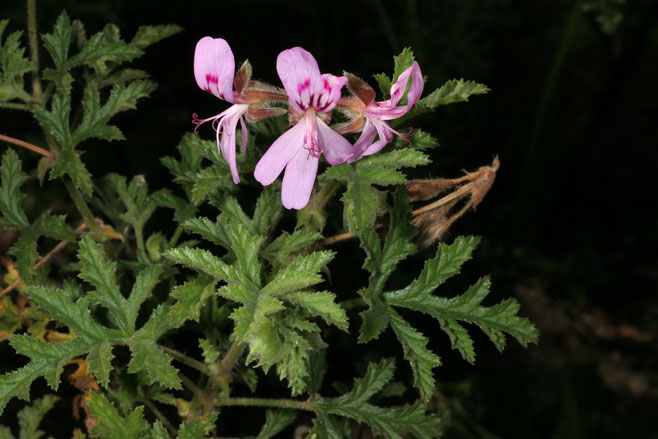 Pelargonium quercifolium 