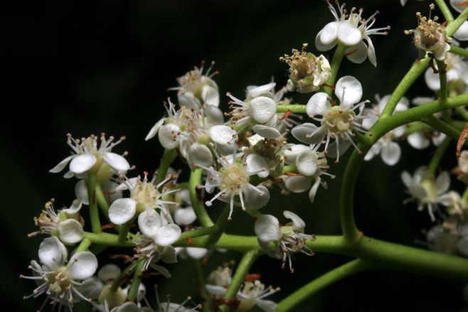 Photinia serratifolia (Chinese hawthorn)