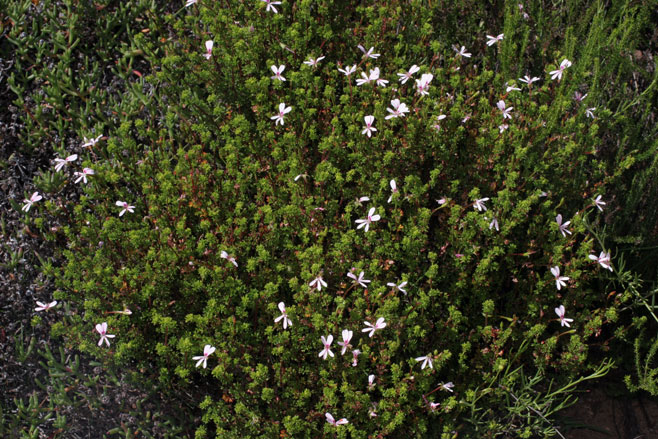 Pelargonium fruticosum 