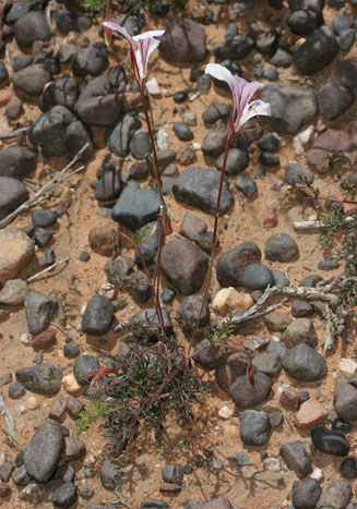 Pelargonium myrrhifolium 
