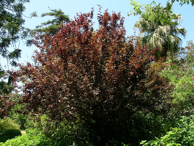 Prunus cerasifera (Cherry plum, Mirabelle, Myrobalan)