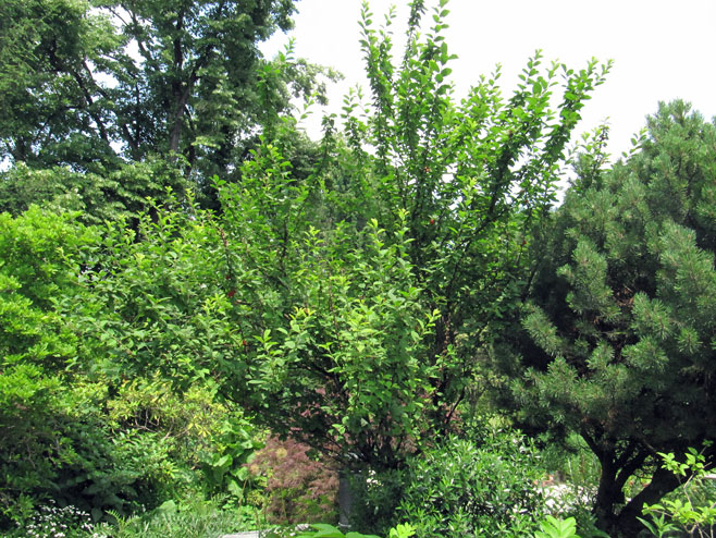 Prunus tomentosa (Nanking cherry, Downy cherry)