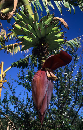 Musa acuminata (Banana, Plantain)