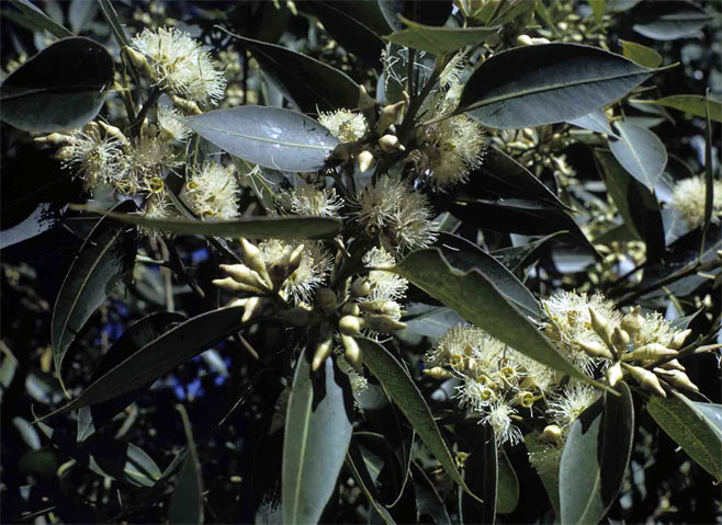 Eucalyptus grandis (Flooded gum, Rose gum)