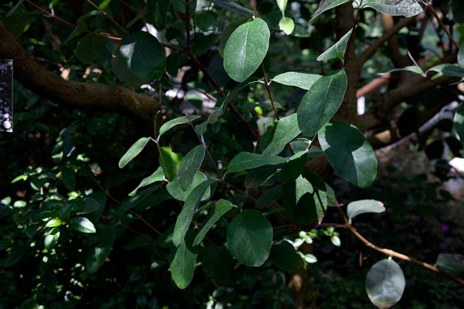 Acca sellowiana (Pineapple guava)