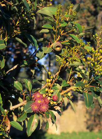 Corymbia ficifolia (Red-flowering gum)