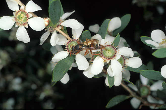 Leptospermum laevigatum (Australian myrtle)