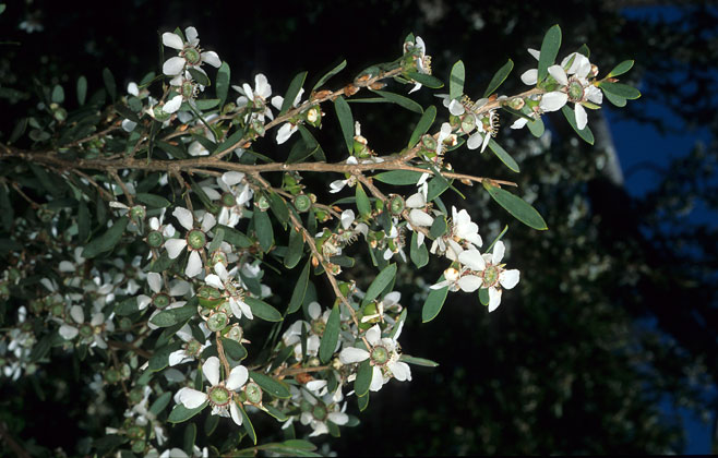 Leptospermum laevigatum (Australian myrtle)