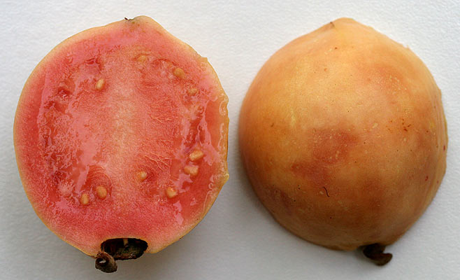 Psidium guajava (Guava) 