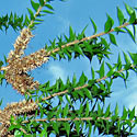 Melaleuca styphelioides (Prickly paperbark)