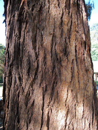 Eucalyptus microcorys (Tallow-wood)