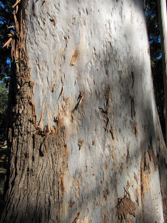 Eucalyptus saligna (Sydney blue gum)