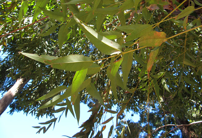 Eucalyptus muelleriana (Yellow stringybark)