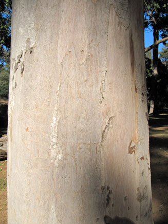 Eucalyptus propinqua (Grey gum)
