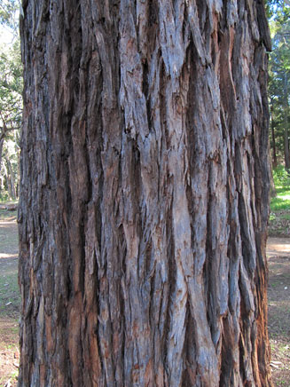 Eucalyptus botryoides (Bangalay, Southern mahogany)