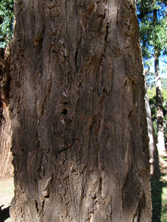 Eucalyptus paniculata (Grey ironbark)
