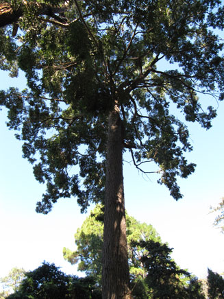 Corymbia gummifera (Red bloodwood)
