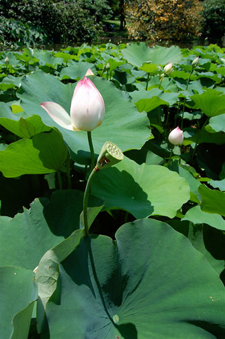 Nelumbo nucifera (Sacred Lotus, Padma)