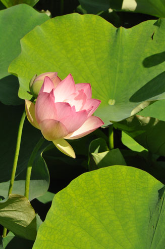 Nelumbo nucifera (Sacred Lotus, Padma)