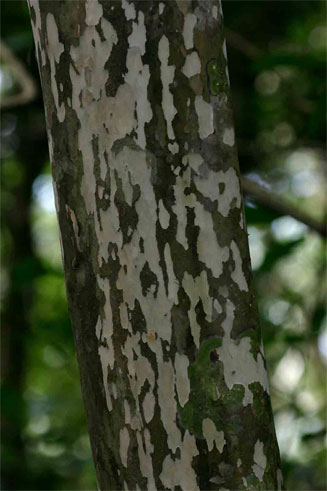 Ochna arborea (Coldbark ochna, Cape plane)