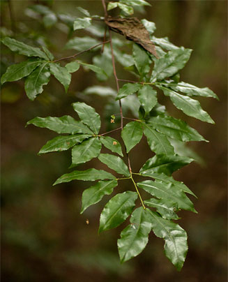 Ochna holstii (Red ironwood)