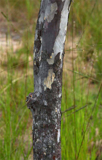 Ochna pulchra (Peeling-bark ochna, Peeling plane)
