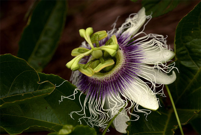Passiflora edulis (Purple granadilla, Passion fruit)