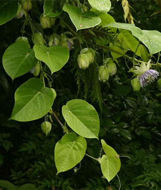 Passiflora ligularis (Sweet granadilla)