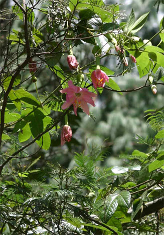 Passiflora mollissima (Banana poka, Bananadilla, Piesangdilla)
