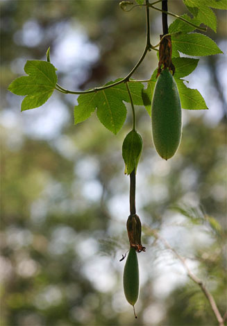 Passiflora mollissima (Banana poka, Bananadilla, Piesangdilla)