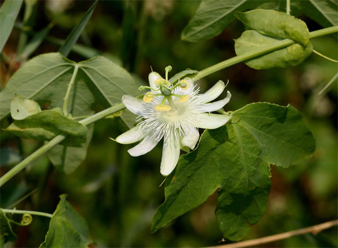 Passiflora subpeltata (Granadina)