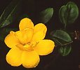 Jasminum nudiflorum (Winter Jasmine)