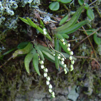 Bolusiella iridifolia