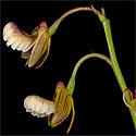 Acrolophia bolusii 