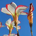 Oxalis versicolor (Candycane sorrel)