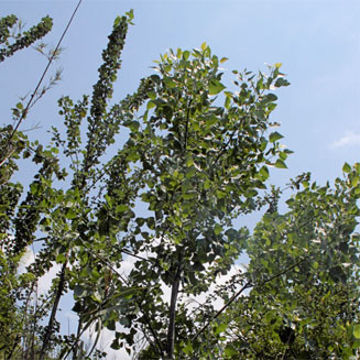 Populus deltoides (Match poplar, Cottonwood, Necklace poplar)