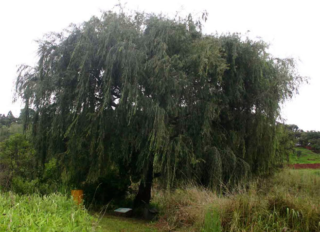 Salix babylonica (Weeping willow)