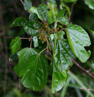 Trimeria grandifolia