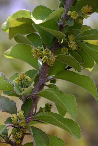 Flacourtia indica (Governor's plum)