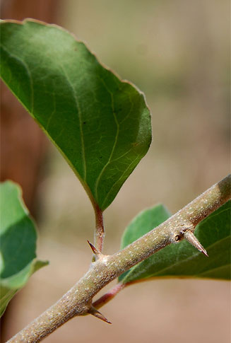 Flacourtia indica (Governor's plum)