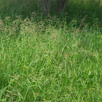 Urochloa mosambicensis (Bushveld signal grass)