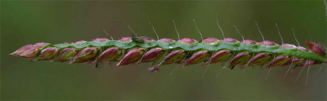 Urochloa mosambicensis (Bushveld signal grass)