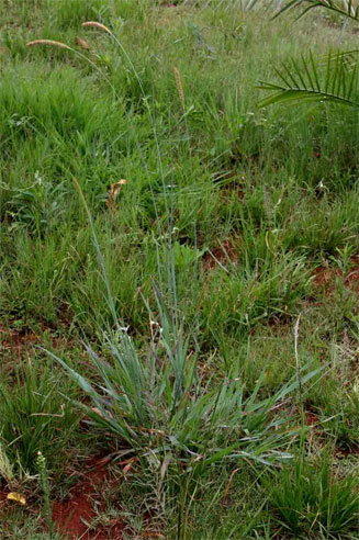 Setaria sphacelata (Common bristle grass)