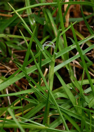 Pennisetum clandestinum (Kikuyu grass)