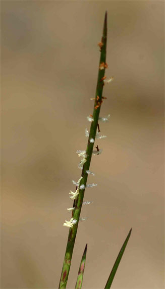 Hemarthria altissima 