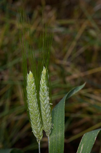 Triticum (wheat genus)