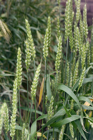 Triticum (wheat genus)
