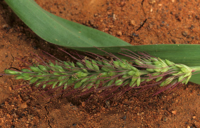 Setaria verticillata (Bur-bristle grass)